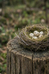 Fototapeta premium A bird's nest made of birch branches, moss and dry grass. There are several quail eggs inside the nest. Ai generated