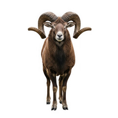 Obraz premium A large brown ram with curved horns standing against a transfarent background.