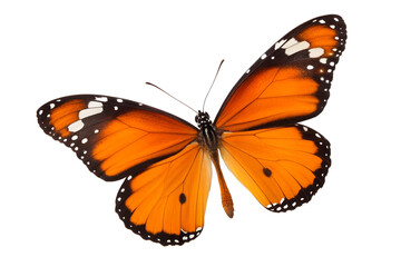Naklejka premium Plain Tiger Butterfly | Danaus chrysippus | Orange African Monarch Wings