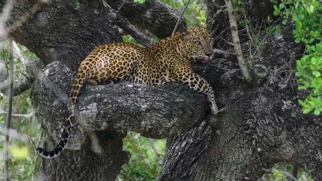 Leopard Wildlife Videography from Sri Lanka &ndash; Animals in National Parks and Natural Habitats	