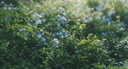 Delicate lilac and blue flowers on shrub in soft focus with dreamy bokeh background