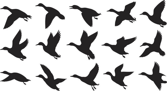 Flying duck silhouette collection, mallard waterfowl vector set, bird flight motion shapes, aquatic wildlife outlines, nature avian graphics, isolated wing poses, cad drawing flat vector illustration.