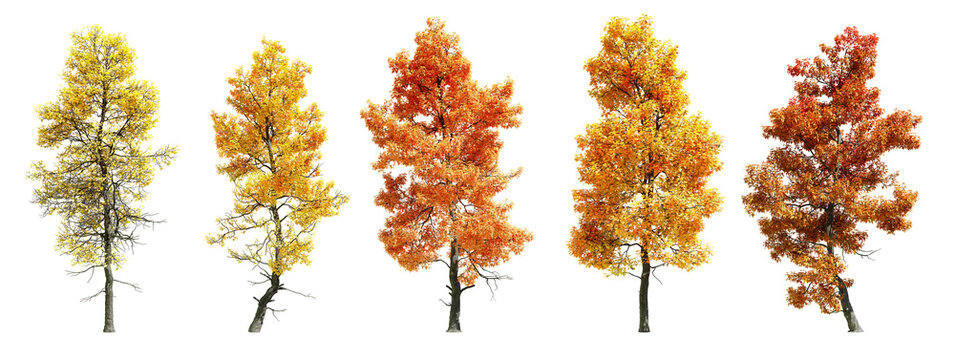 Set of acer buergerianum tree with autumn leaves, isolated on transparent background. 3D render.