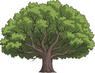 Detailed vector illustration of a massive green oak tree with thick textured brown bark isolated on a clean white background. © Creative Art