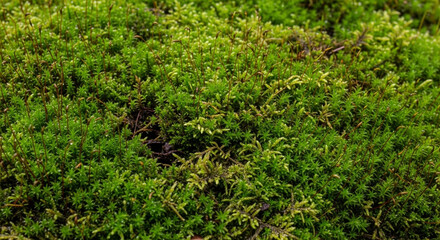 Lush green moss covering the ground with varied foliage and texture in natural setting