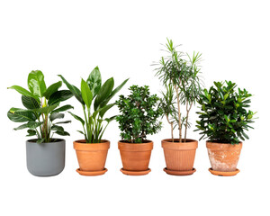 Obraz premium Collection of Potted Indoor Plants Isolated on White