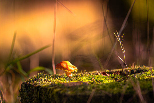 Auf einem moosgr&uuml;nen Thron steht ein winziger Pilz und badet im goldenen Abendlicht, als h&auml;tte die Sonne ihm pers&ouml;nlich einen letzten Vorhang aus W&auml;rme geschenkt. Ringsum verschwimmt die Welt in sanft