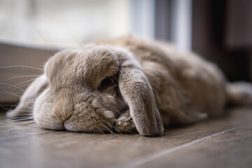 Domestic rabbit resting on wooden floor with soft natural light