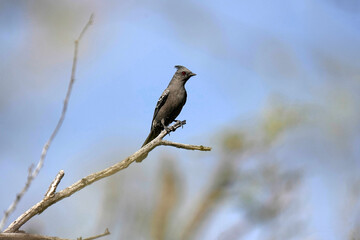 Phainopepla - Arizona - Female