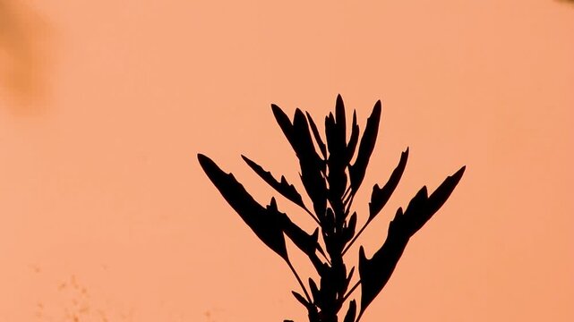 Silhouette of wild pant foliage against a clear orange sunset sky.