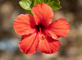 Hibiscus Rojo