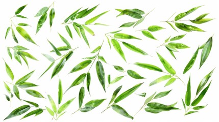 Green Bamboo Leaves Set Isolated on a Clean White Background