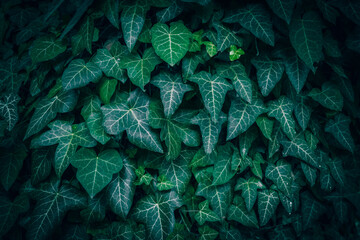 A close up of common green ivy texture