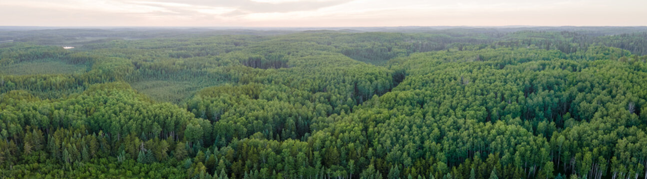 Panoramic drone view of a vast green northern forest stretching to the horizon beneath a soft gray sky, where layers of trees form a quiet, endless canopy in calm, overcast light.
