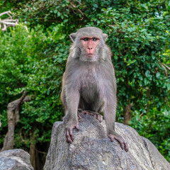 Obraz premium Monkey is standing on a rock in a forest