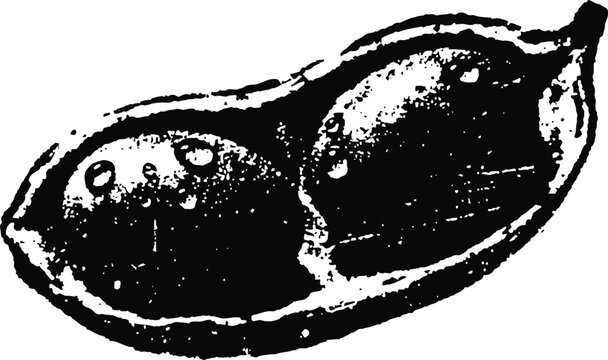 black and white illustration of carob pod with seeds inside natural organic fruit