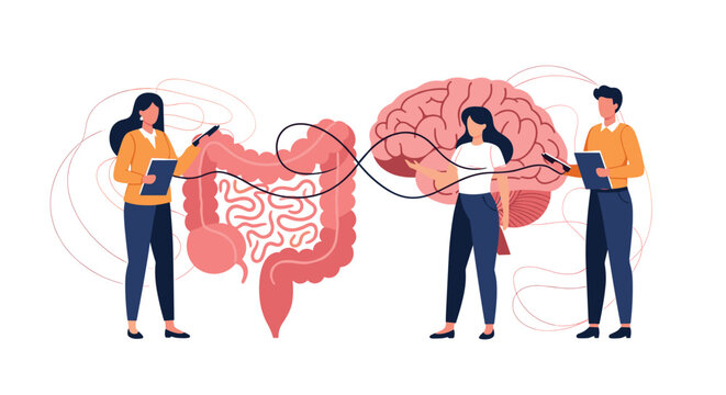 Conceptual illustration of the gut-brain axis shows two people studying the communication link between the intestines and brain.