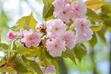 Japanese flowering cherry Kanzan - Latin name - Prunus serrulata Kanzan
