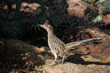 Roadrunner - Arizona