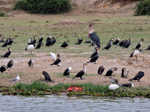 OUGANDA, safari et randonn&eacute;e au c&oelig;ur de l'Afrique.
Rencontre avec les oiseaux sur le canal de Kazinga dans le Parc National de Queen Elizabeth
