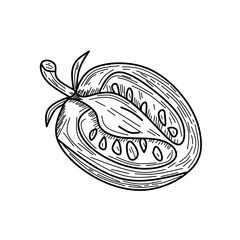 hand drawn vector illustration of a vegetable