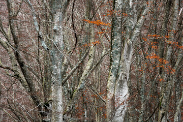High-resolution shot of dense beech trunks and bare branches. Detailed texture of grey bark with lichen and scattered orange leaves. Ideal for backgrounds and natural patterns.