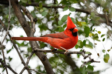 Red Northern Cardinal - Male