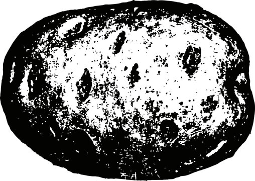 Black and white vector illustration of a whole potato tuber with detailed textured skin