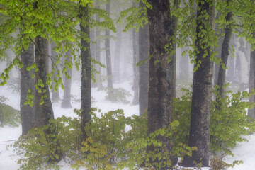 Fototapeta premium Atmospheric beech forest landscape featuring vibrant spring foliage emerging through late winter snow and thick fog. High-key, soft lighting with a serene, minimalist composition.