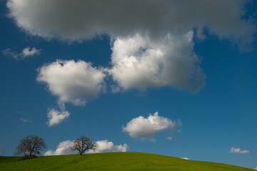 Fototapeta premium High-quality landscape featuring rolling green hills, bare oak trees, and a dynamic cloudy sky. Vibrant colors and clean composition suitable for diverse commercial and editorial use.