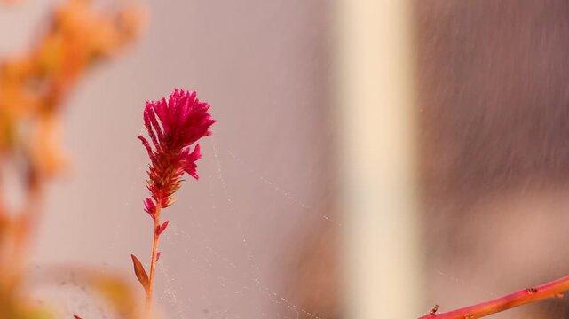Vibrant red cockscomb celosia flower with soft bokeh background.