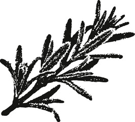 black and white illustration of a rosemary herb sprig with needle like leaves and textured details