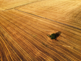 Abstract agricultural field with textured lines