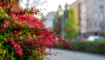 A vibrant red flowering bush in an urban setting with a blurred background of buildings and trees.