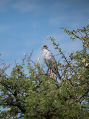 Wei&szlig;b&uuml;rzel-Singhabicht, Melierax poliopterus