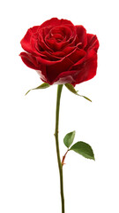Single red rose flower on green stem with two leaves against gray background