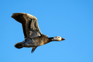 Snow goose - New Mexico