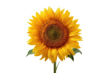 Obraz premium Vibrant yellow sunflower blooms, with detailed petals and dark center