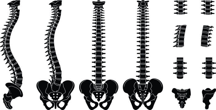 Human spine silhouette collection featuring vertebral column anatomy with pelvis from multiple views including lateral posterior and anterior for medical education