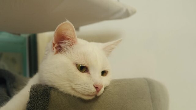 Cat shelter, home for pets, Adoption center, rescue for the animals, woman is distributing food to a group of cats in a shelter