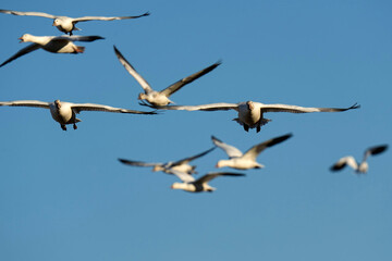 Snow Geese - New Mexico