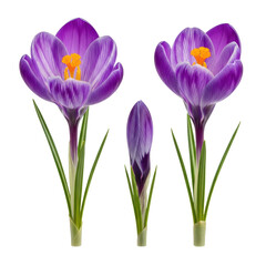 Fototapeta premium three vibrant purple crocus flowers in various stages of bloom with fine veining and golden stamens, isolated on a transparent background with ample copy space. concept of spring growth and beauty