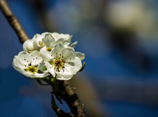 White fruit tree blossom against deep blue sky background