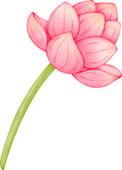 watercolor thai lotus flower