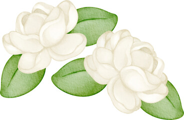 watercolor thai jasmine flower