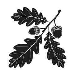 Oak leaf and acorn illustration in black and white showcasing classic woodland botanical elements © shah