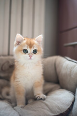 cute ginger kitten with a funny face standing in its bed in a cozy home setting, soft focus, tenderness and cuteness