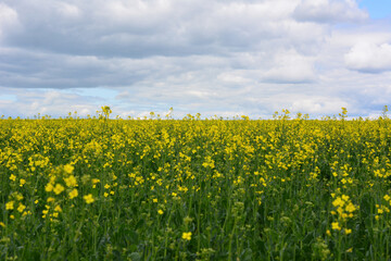 Fototapeta premium a front view of Vast Yellow rapeseed Field Under a Cloudy Sky
