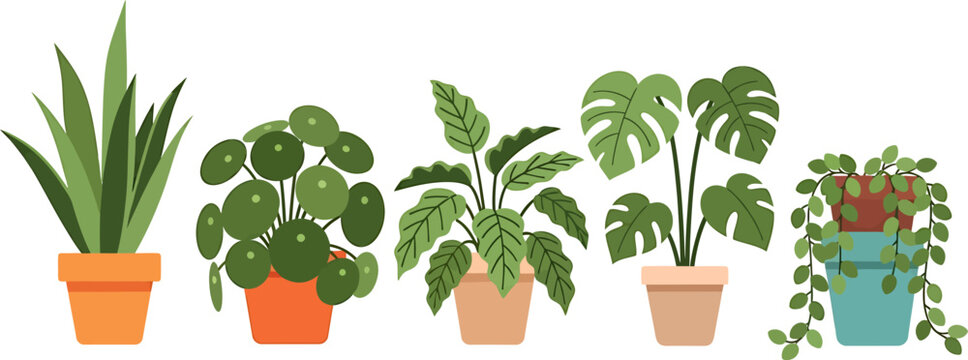 Modern Flat Design Vector Illustration of Popular Indoor Houseplants Collection