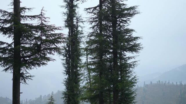 4K Slow motion shot of rain drops in front of Pine tree during the monsoon season in the Himalayan mountains as seen from Manali in Himachal Pradesh, India. Rain in front of Pine tree forest.